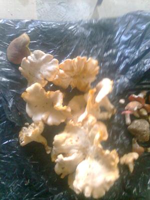 Прикрепленное изображение: Фото0018.jpg